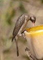 /album/photogallery/greater-honeyguide-brufoot-jpg/